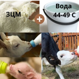 ЗЦМ для кіз