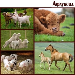 Афлуксид. Антидіарейний засіб для тварин