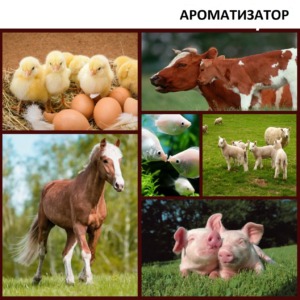 Ароматизатор Барбарис